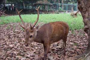 Deer kulia